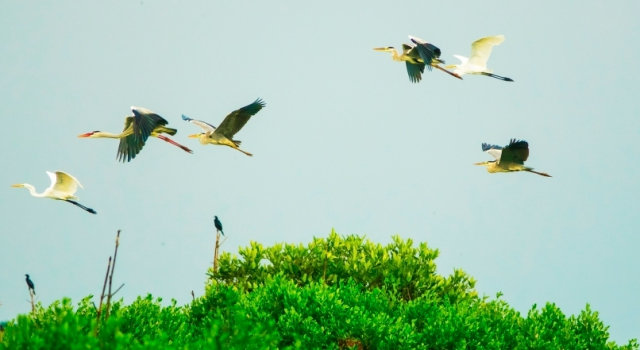Sân Chim Đông Hồ